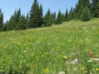 Flowery meadows